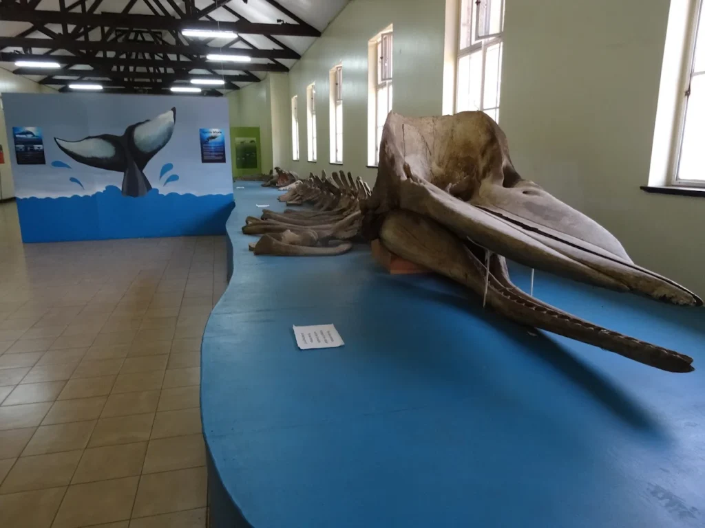 Prehistoric fossil exhibits and cultural artifacts inside the Nairobi National Museum, Kenya.