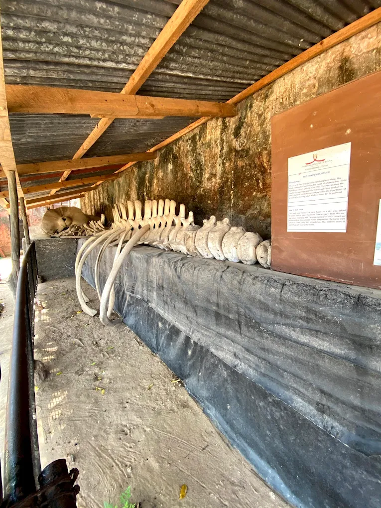 Exterior stone walls and cannons of Fort Jesus Museum, a UNESCO World Heritage site in Mombasa, Kenya.