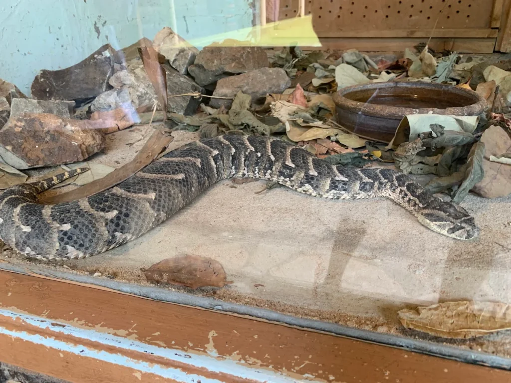 Large American alligator basking in its enclosure at the Nairobi Snake Park, Nairobi National Museum.
