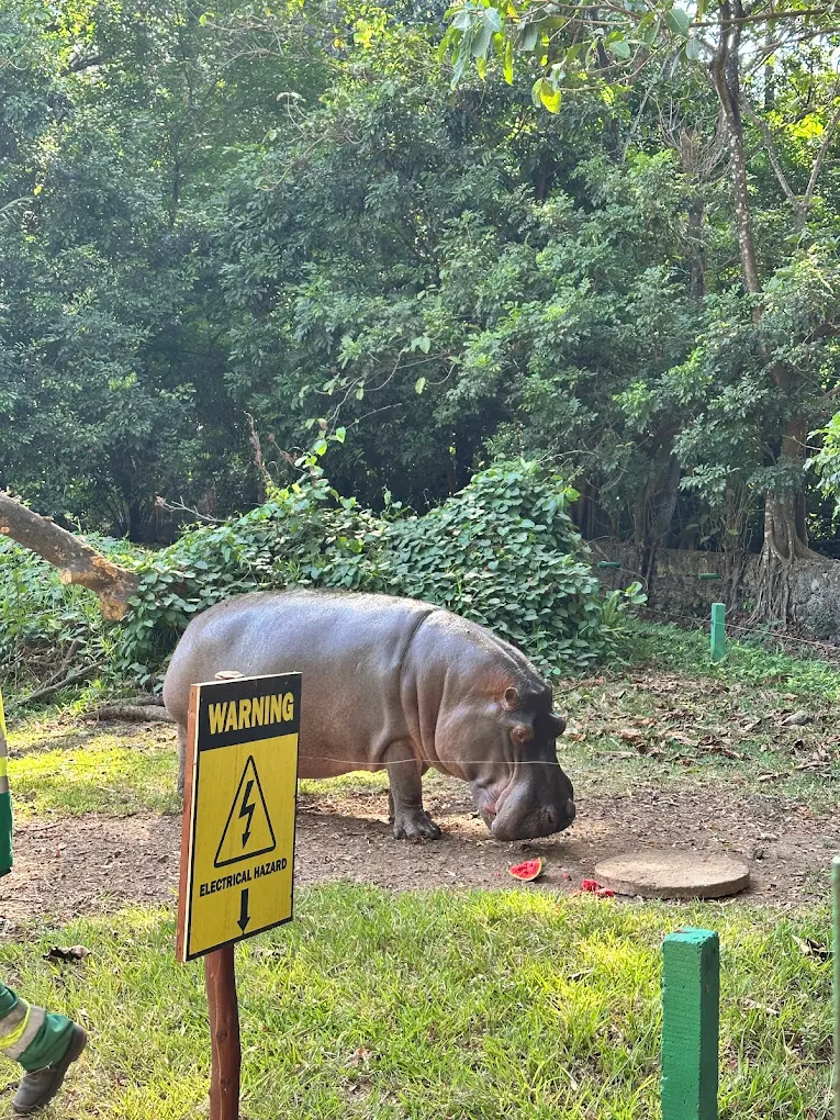 ildlife sightings at the Bamburi Nature Trail, including hippos and reptiles.