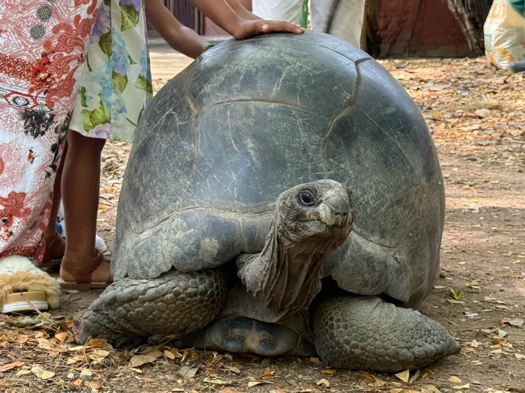 A 100-year-old giant Aldabra tortoise grazing at Haller Park, Kenya.