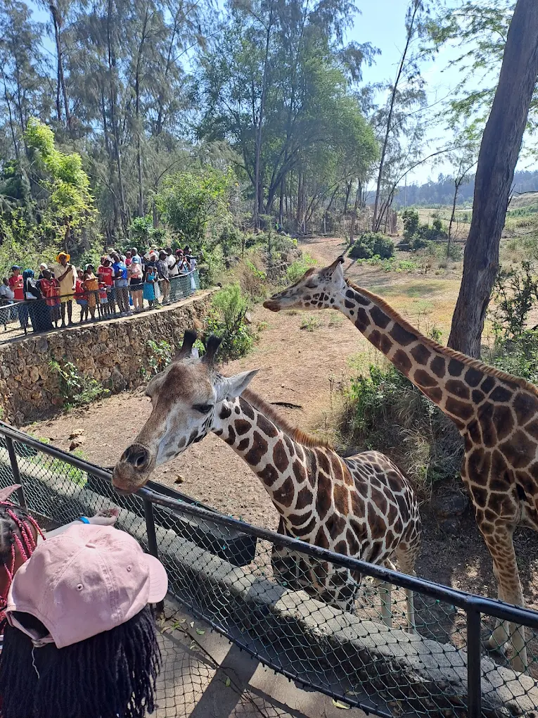 Tourists enjoying giraffe feeding at Haller Park Mombasa during afternoon feeding times.