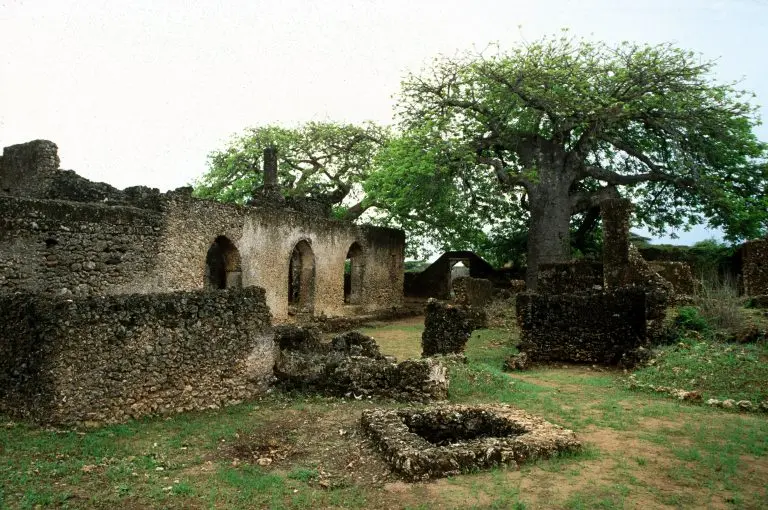 Ancient coral stone walls of Takwa Ruins on Manda Island surrounded by giant baobab trees.